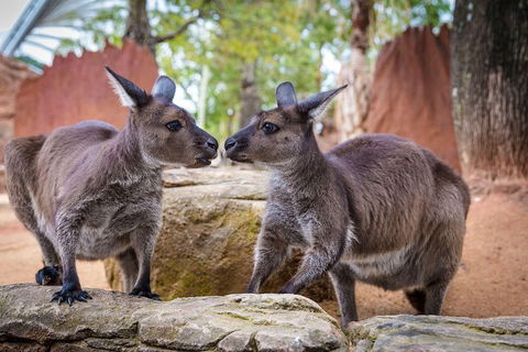 Sydney Attractions Pass: SEA LIFE Aquarium, Sydney Tower Eye, WILD LIFE Zoo And Madame Tussauds - Holiday Adelaide 5