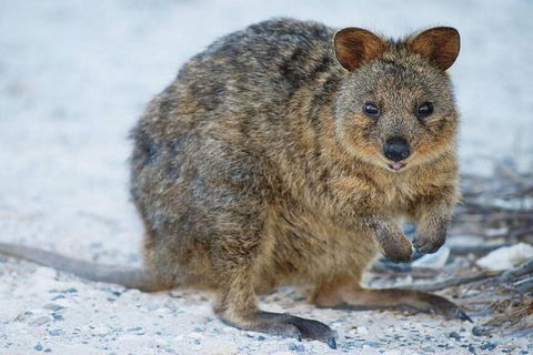 Perth To Rottnest Island Roundtrip Ferry Ticket - Holiday Adelaide 3