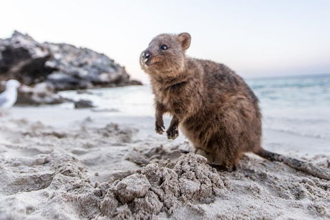 Perth To Rottnest Island Roundtrip Ferry Ticket - Holiday Adelaide 5