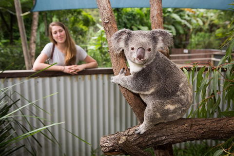 Hartley's Crocodile Adventures Day Trip From Cairns - Holiday Adelaide 5