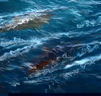 Sydney Whale-Watching Cruise - Holiday Adelaide