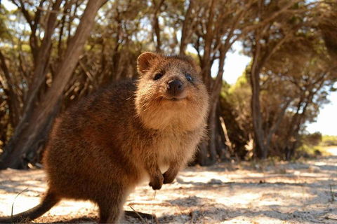 Wave Rock & Rottnest Island - Air & Ground Tour - Holiday Adelaide 0