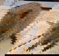 Wave Rock Pinnacles and Rottnest One Day Aeroplane Tour - Holiday Adelaide