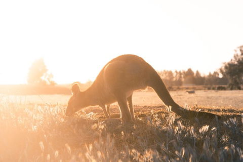 Small Group - 12 Apostles, Otways & Great Ocean Road Day Tour From Melbourne - Holiday Adelaide 0