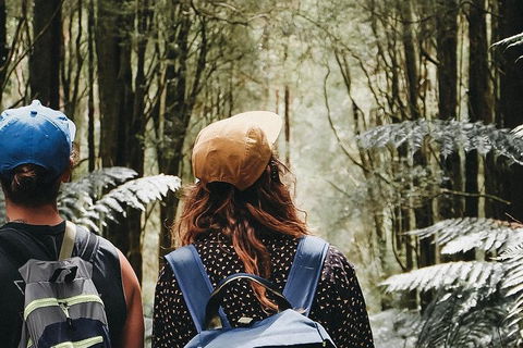 Small Group - 12 Apostles, Otways & Great Ocean Road Day Tour From Melbourne - Holiday Adelaide 3