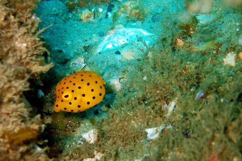 Wave Break Island Scuba Diving On The Gold Coast - Holiday Adelaide 3