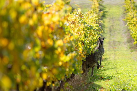 Margaret River 3 Day Escape - Holiday Adelaide 4