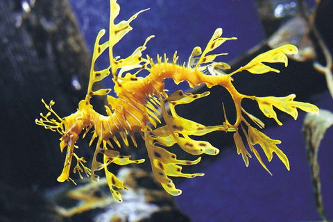 SEA LIFE Melbourne Aquarium Admission Ticket - Holiday Adelaide 0