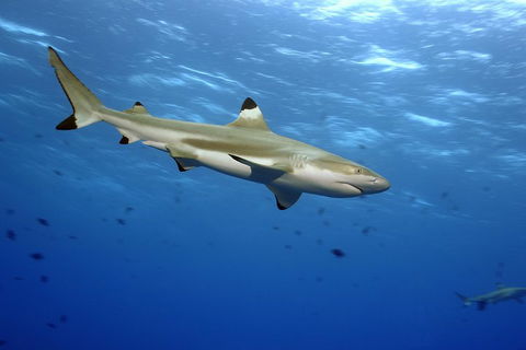 SEA LIFE Melbourne Aquarium Admission Ticket - Holiday Adelaide 3