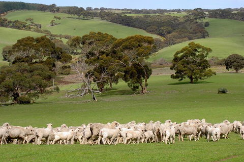 Kangaroo Island Luxury Small Group 'Island Life' Full Day Tour - Holiday Adelaide 1