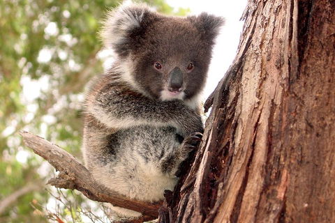 Kangaroo Island Luxury Small Group 'Island Life' Full Day Tour - Holiday Adelaide 4