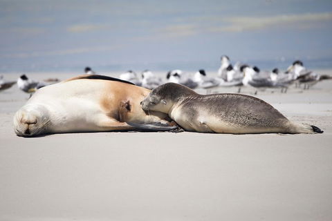 Kangaroo Island Luxury Small Group 'Island Life' Full Day Tour - Holiday Adelaide 5