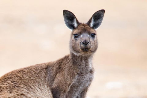Kangaroo Island Luxury Small Group 'East End Explorer' Full Day Tour - Holiday Adelaide 1