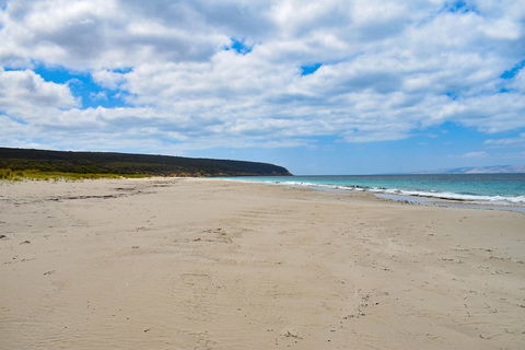 Kangaroo Island Luxury Small Group 'East End Explorer' Full Day Tour - Holiday Adelaide 3