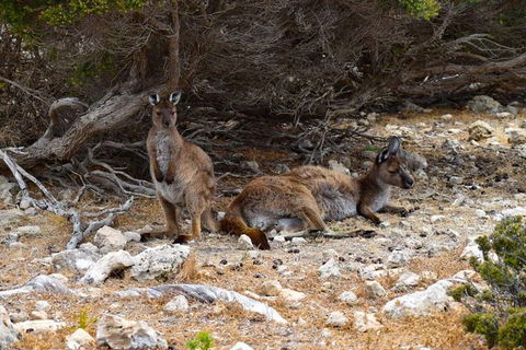 Kangaroo Island Luxury Small Group 'East End Explorer' Full Day Tour - Holiday Adelaide 4