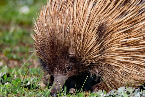 Kangaroo Island Luxury Small Group 'East End Explorer' Full Day Tour - Holiday Adelaide 5