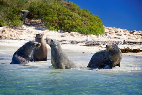 Dolphin, Penguin And Sea Lion Cruise - Holiday Adelaide 0