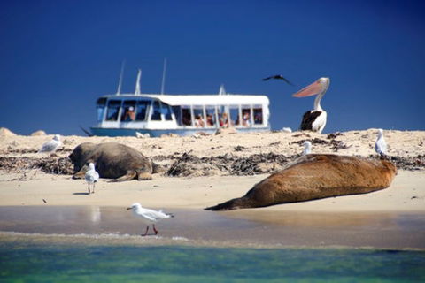 Dolphin, Penguin And Sea Lion Cruise - Holiday Adelaide 1