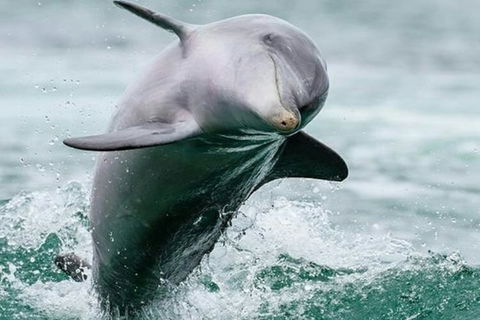 Dolphin, Penguin And Sea Lion Cruise - Holiday Adelaide 2