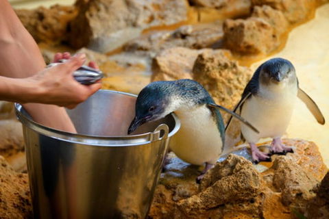 Dolphin, Penguin And Sea Lion Cruise - Holiday Adelaide 3