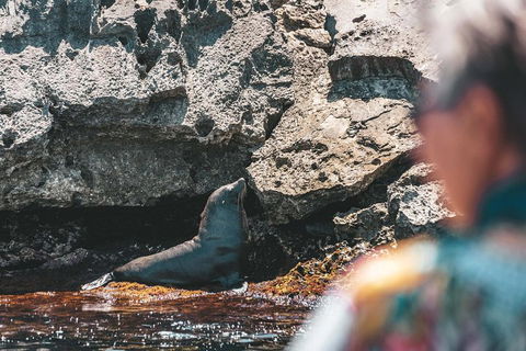 Adventure Rottnest Tour With Ferry & Adventure Cruise From Perth Or Fremantle - Holiday Adelaide 1