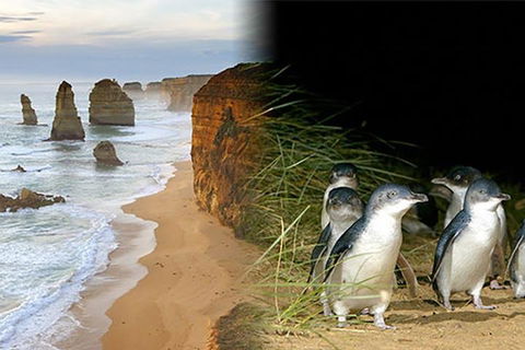 Melbourne Super Saver: Great Ocean Road + Phillip Island + Attraction Pass - Holiday Adelaide 0
