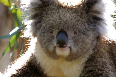 Melbourne Super Saver: Great Ocean Road + Phillip Island + Attraction Pass - Holiday Adelaide 3