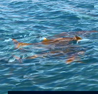 Roebuck Bay Snubfin Dolphin Cruise - Holiday Adelaide