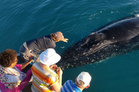AOC Whale Watching From Broome - Holiday Adelaide 0