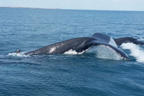 AOC Whale Watching From Broome - Holiday Adelaide 1
