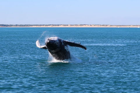 AOC Whale Watching From Broome - Holiday Adelaide 2