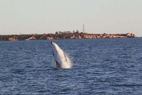 AOC Whale Watching From Broome - Holiday Adelaide 3