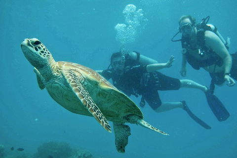Ocean Freedom Great Barrier Reef Personal Luxury Snorkel & Dive Cruise, Cairns - Holiday Adelaide 4