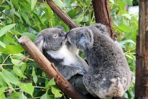 Classic Kuranda By Skyrail And Scenic Railway Including Rainforestation, Koala And Wildlife Park And Pamagirri Aboriginal Experi - Holiday Adelaide 3