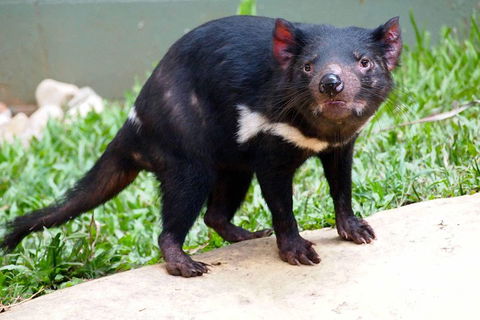 Kuranda Highlights Including Rainforestation Aboriginal Culture And Wildlife - Holiday Adelaide 3