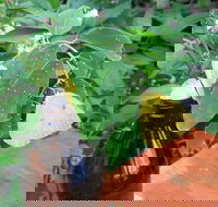 Australian Butterfly Sanctuary- Virtual Interactive Tour With Private Guide - Holiday Adelaide