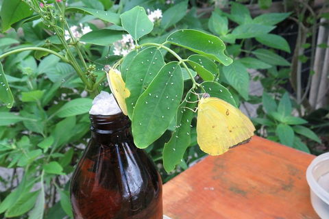 Australian Butterfly Sanctuary- Virtual Interactive Tour With Private Guide - Holiday Adelaide 0