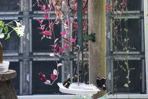 Australian Butterfly Sanctuary- Virtual Interactive Tour With Private Guide - Holiday Adelaide 1