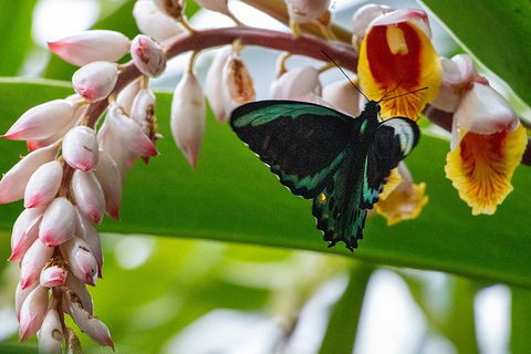Australian Butterfly Sanctuary- Virtual Interactive Tour With Private Guide - Holiday Adelaide 2