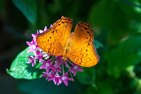 Australian Butterfly Sanctuary- Virtual Interactive Tour With Private Guide - Holiday Adelaide 3