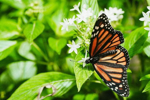 Australian Butterfly Sanctuary- Virtual Interactive Tour With Private Guide - Holiday Adelaide 4
