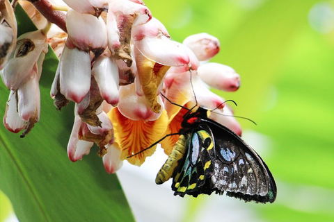 Australian Butterfly Sanctuary- Virtual Interactive Tour With Private Guide - Holiday Adelaide 5