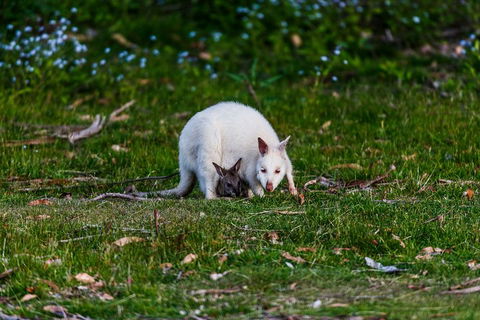 Bruny Island Traveller - Gourmet Tasting And Sightseeing Day Trip From Hobart - Holiday Adelaide 3
