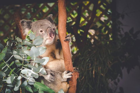 Small-Group Blue Mountains Day Trip From Sydney With Wildlife Park - Holiday Adelaide 2