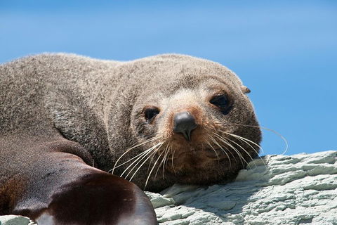 Kangaroo Island 75-Minute Ocean Safari - Holiday Adelaide 1