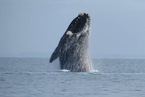 Kangaroo Island 75-Minute Ocean Safari - Holiday Adelaide 2