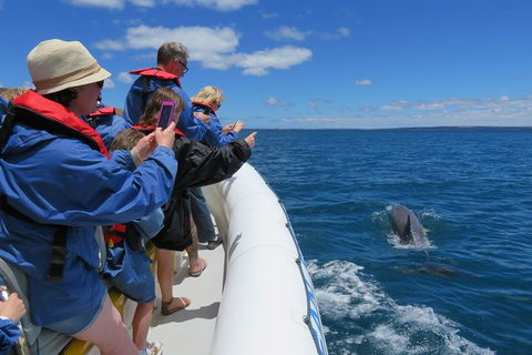Kangaroo Island 75-Minute Ocean Safari - Holiday Adelaide 3