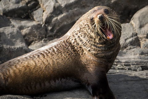Kangaroo Island 75-Minute Ocean Safari - Holiday Adelaide 5