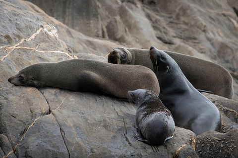 Kangaroo Island Ocean Safari - Snorkeling Safari - Holiday Adelaide 0