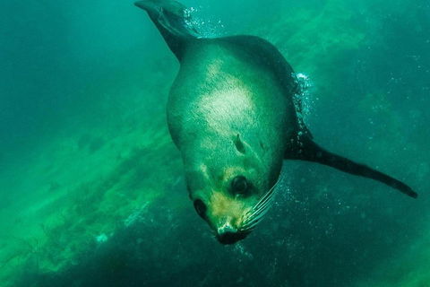 Kangaroo Island Ocean Safari - Snorkeling Safari - Holiday Adelaide 1